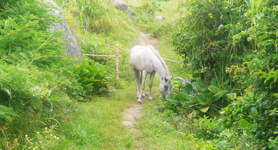 Não se espante caso encontre um simpático cavalo na trilha