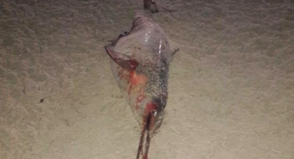 Golfinho morto em Floripa