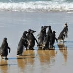 pinguins em Florianópolis