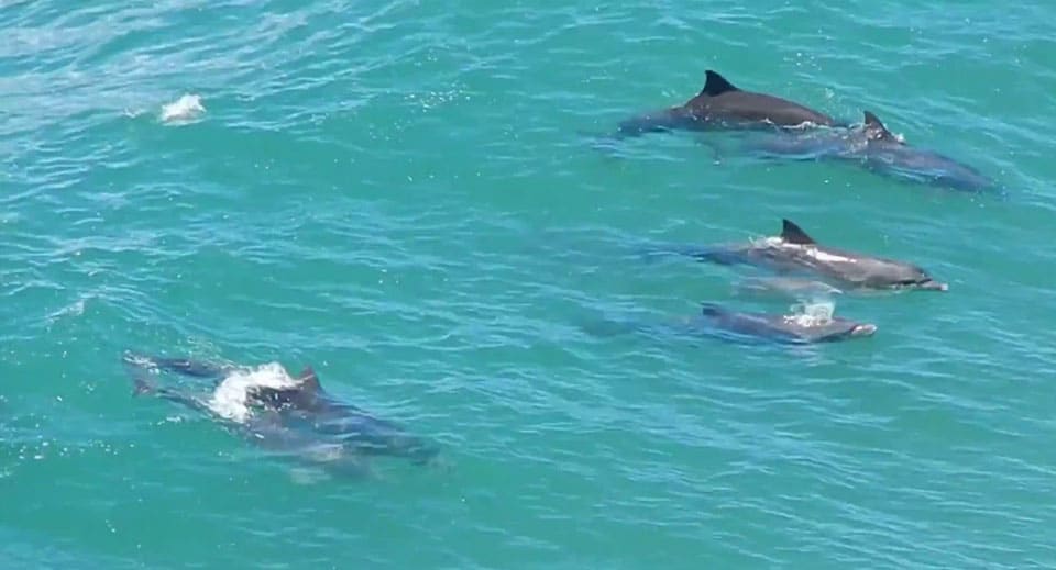 golfinhos em Florianópolis