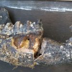 Fóssil encontrado em Santa Catarina