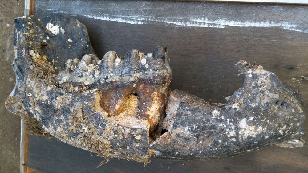 Fóssil encontrado em Santa Catarina