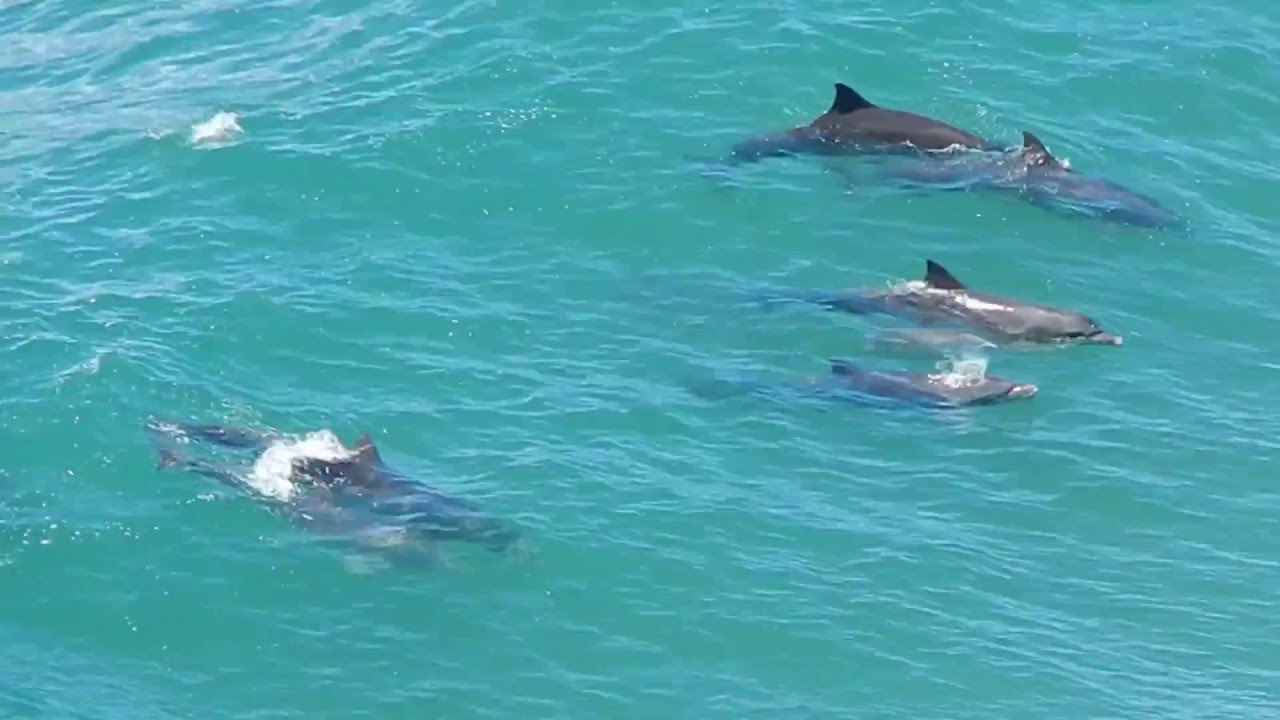 golfinhos em florianópolis