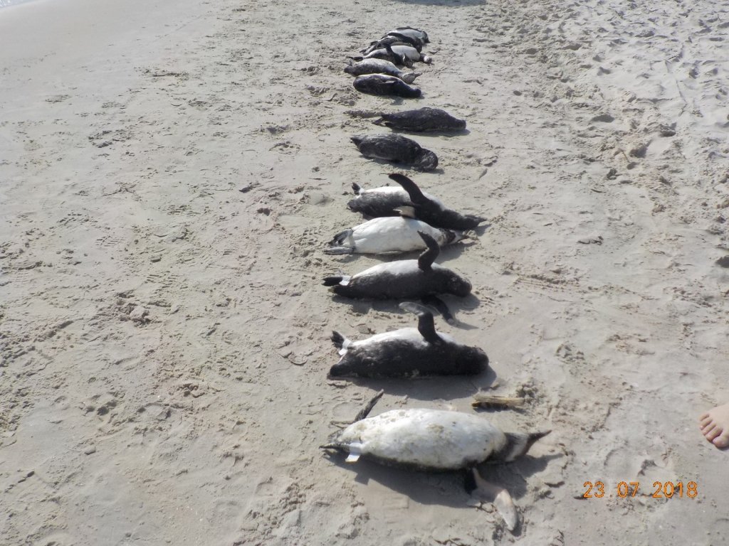 Pinguins mortos em Florianópolis