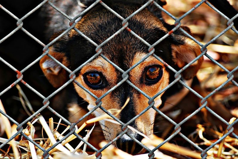 Lei de Florianópolis proibe cachorro acorrentado