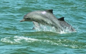 golfinhos em florianópolis